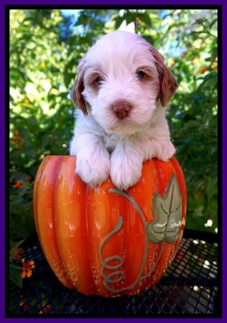 Laynie Benz pups 4 wks old 111