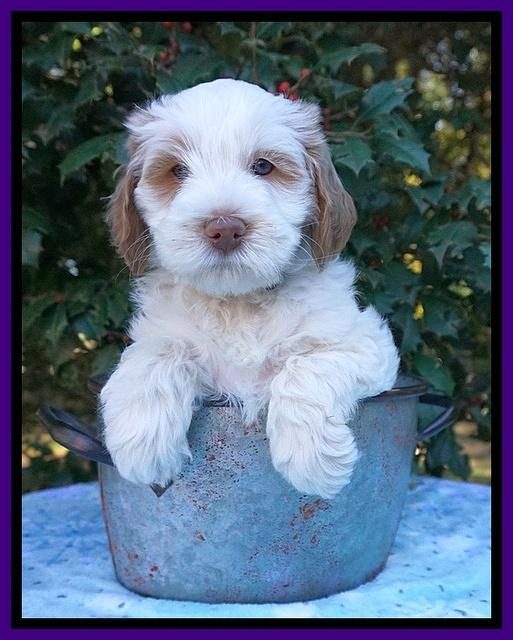 Laynie Benz pups 6 wks old 141