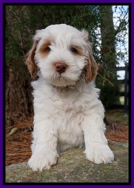 Laynie Benz pups 7 wks old 271