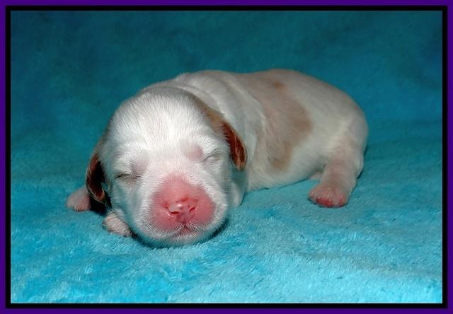 Laynie and Benz pups 1 wk old 101