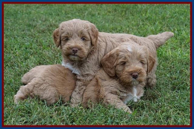 Laynie Benx pups 5 wks old 321