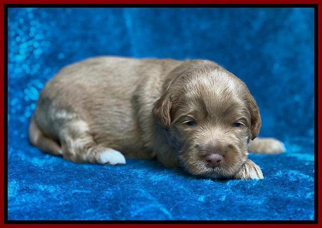 Laynie Benz pups 2 wks old 151
