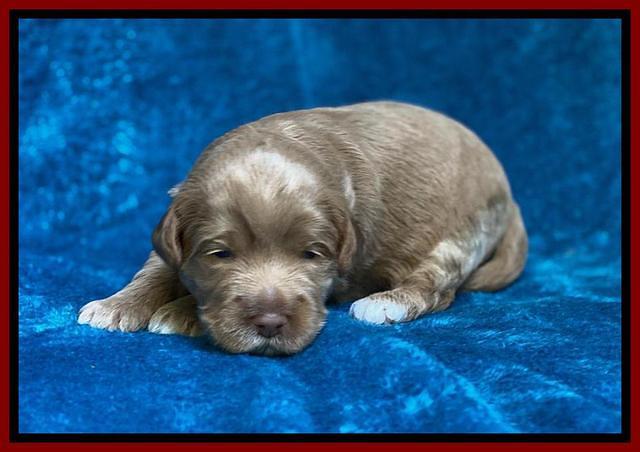 Laynie Benz pups 2 wks old 171