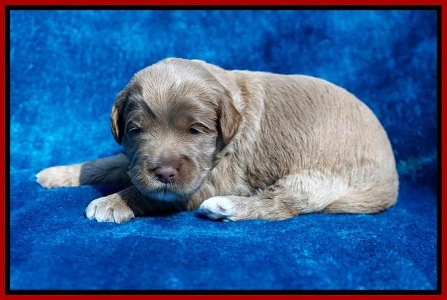Laynie Benz pups 2 wks old 181