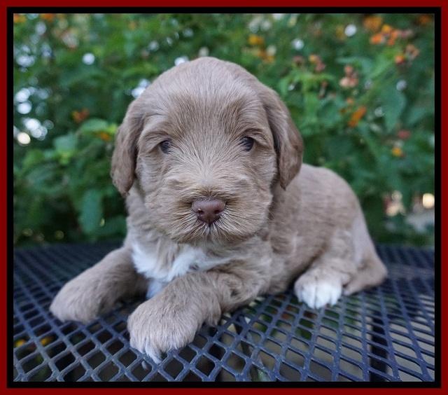 Laynie Benz pups 4 wks old 141