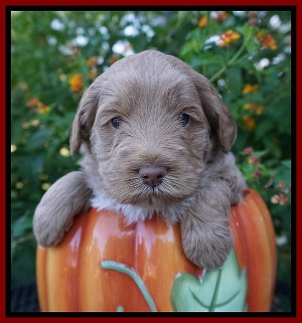 Laynie Benz pups 4 wks old 151