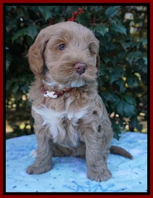 Laynie Benz pups 6 wks old 161
