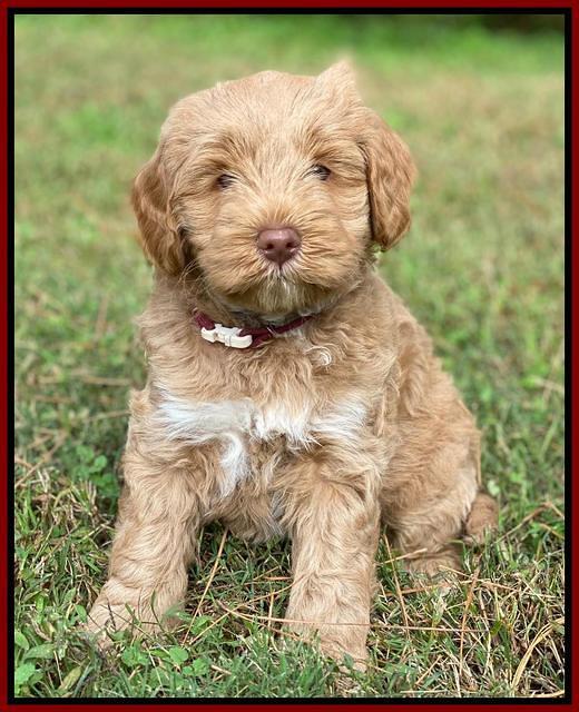 Laynie Benz pups 7 wks old 301