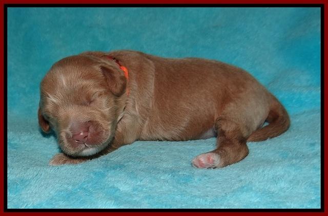 Laynie and Benz pups 1 wk old 121