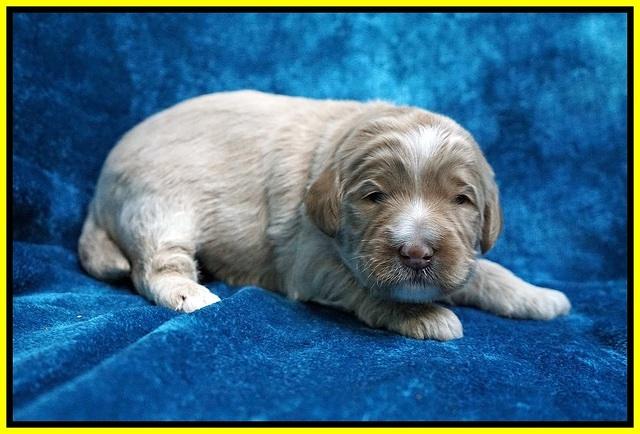 Laynie Benz pups 2 wks old 221