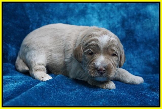 Laynie Benz pups 2 wks old 231