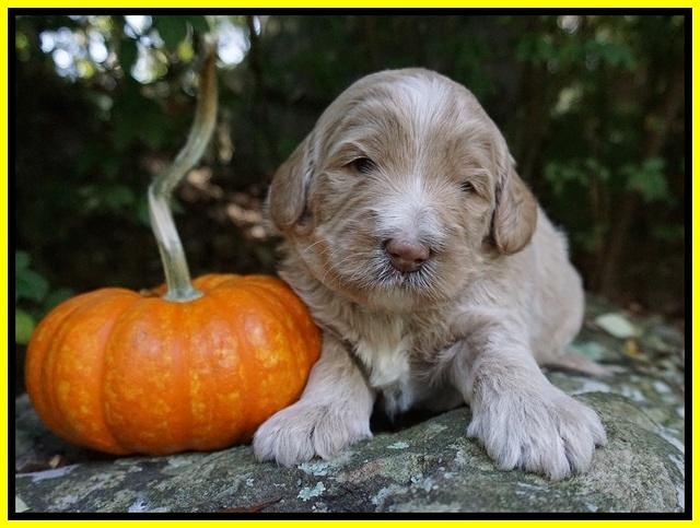 Laynie Benz pups 3 wks old 171