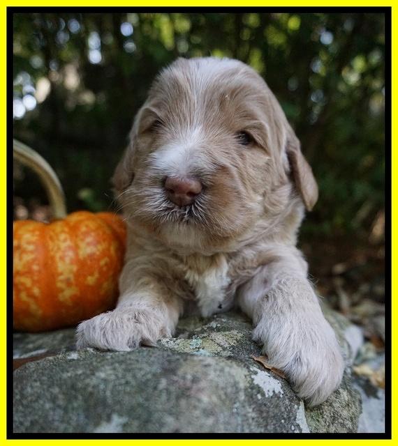 Laynie Benz pups 3 wks old 181