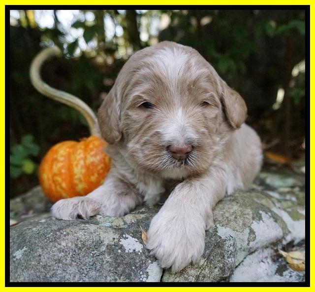 Laynie Benz pups 3 wks old 191