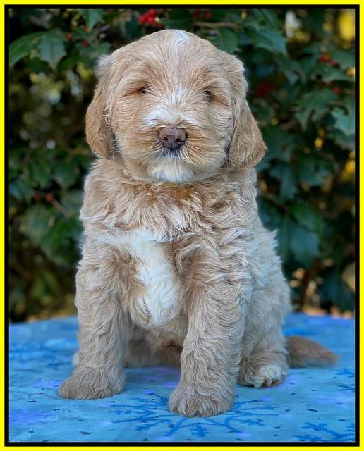 Laynie Benz pups 6 wks old 211