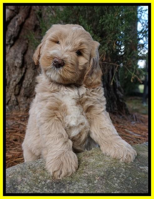 Laynie Benz pups 7 wks old 361