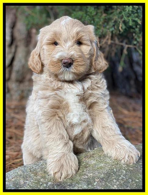 Laynie Benz pups 7 wks old 381