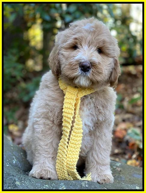 Laynie Benz pups 8 wks old 61