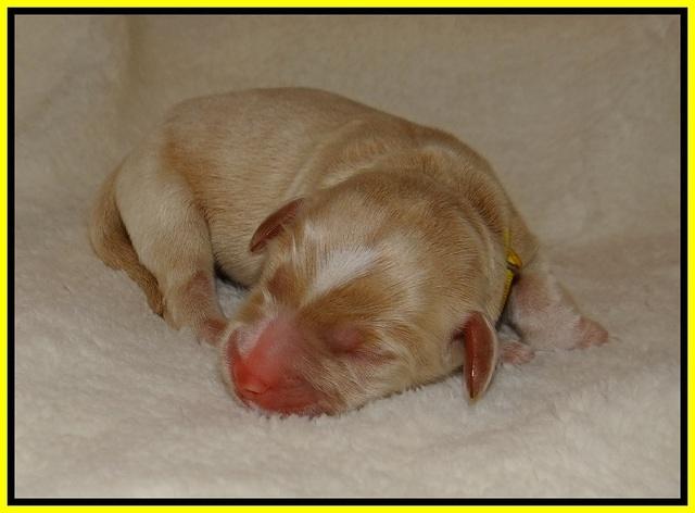 Laynie Benz pups Newborn 11112