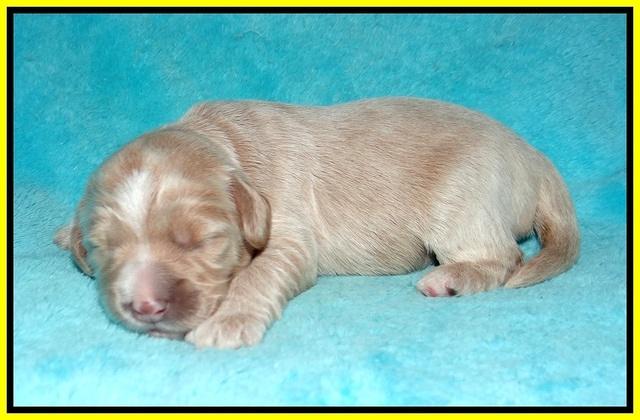 Laynie and Benz pups 1 wk old 131