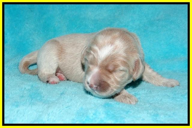 Laynie and Benz pups 1 wk old 141
