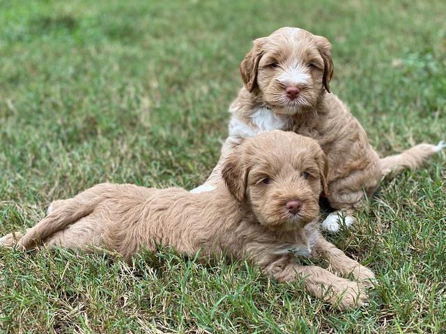 Laynie Benx pups 5 wks old 311