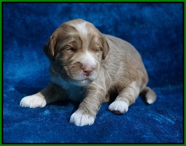 Laynie Benz pups 2 wks old 201