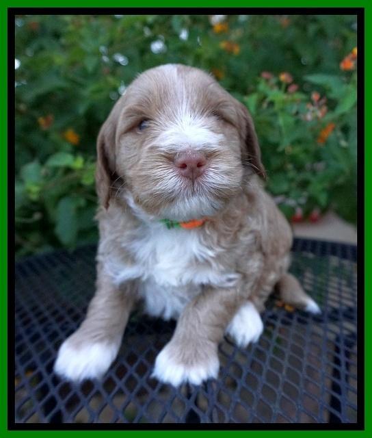 Laynie Benz pups 4 wks old 211