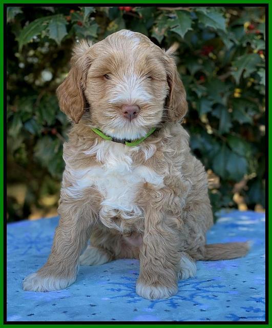 Laynie Benz pups 6 wks old 191