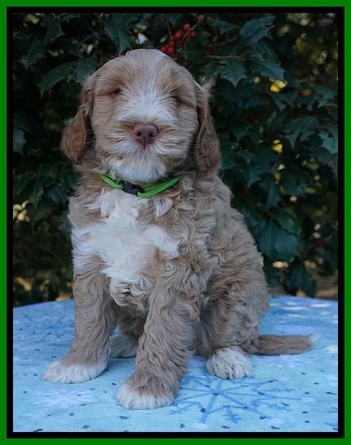 Laynie Benz pups 6 wks old 201