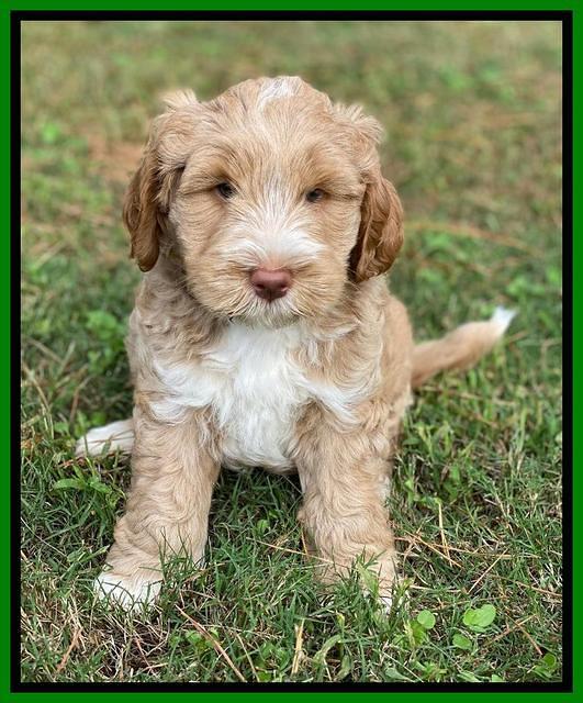 Laynie Benz pups 7 wks old 421