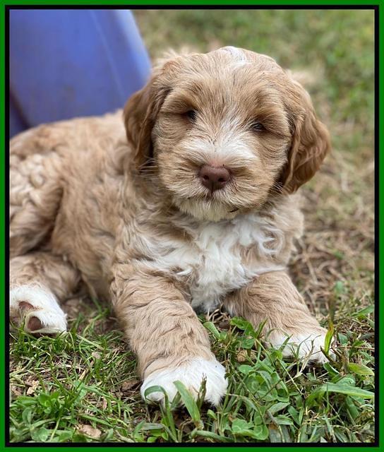 Laynie Benz pups 7 wks old 441