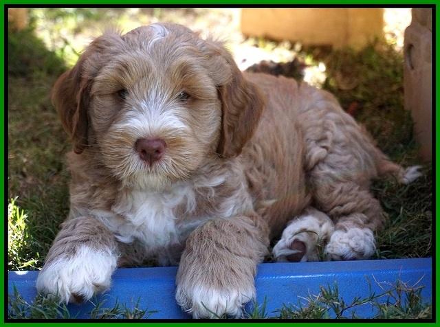 Laynie Benz pups 7 wks old 461