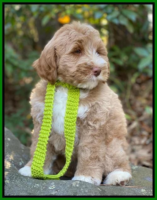 Laynie Benz pups 8 wks old 41