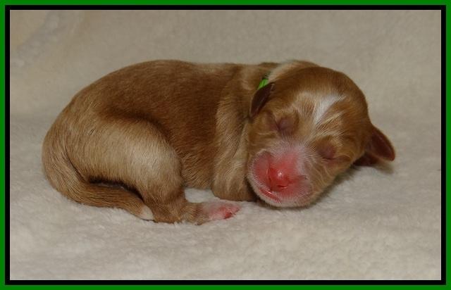 Laynie Benz pups Newborn 13112
