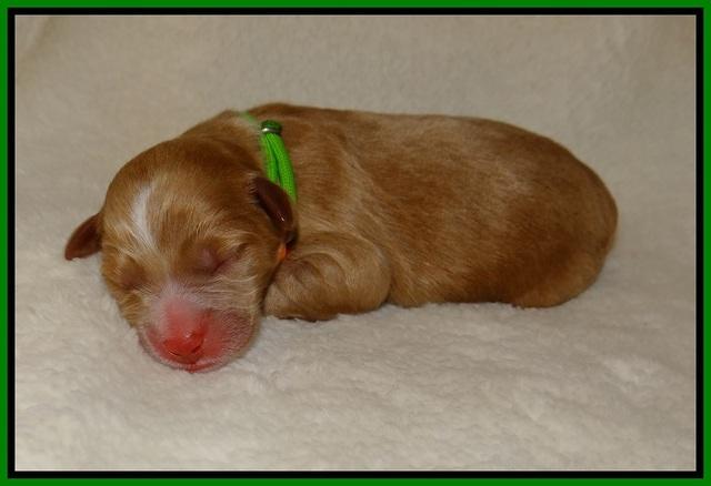 Laynie Benz pups Newborn 14112