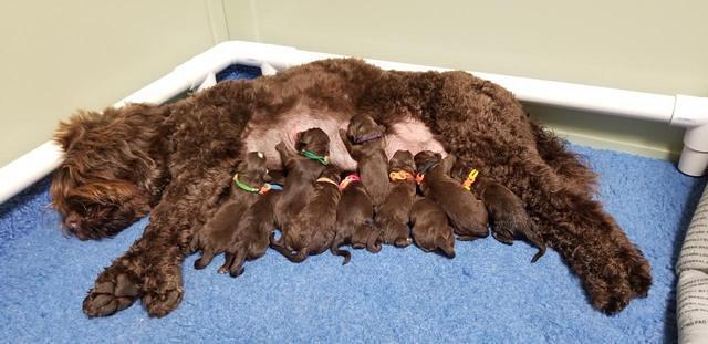 Liza Camo Newborn group 4