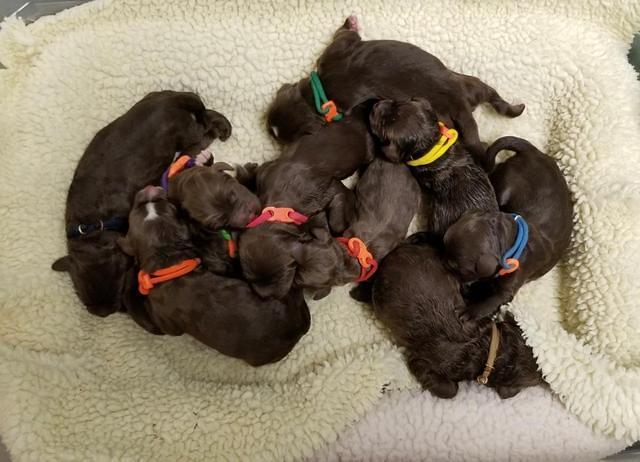 Liza Camo newborn group 2