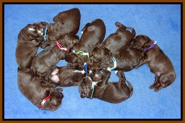 Liza Camo pups 2 wks old 11