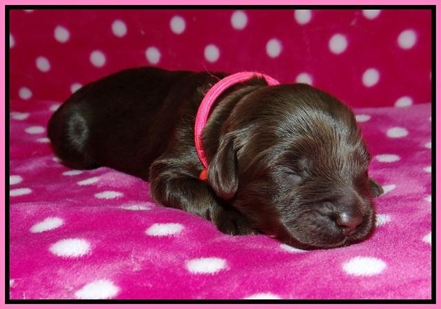 Liza Camo pups 1 wk olf 11