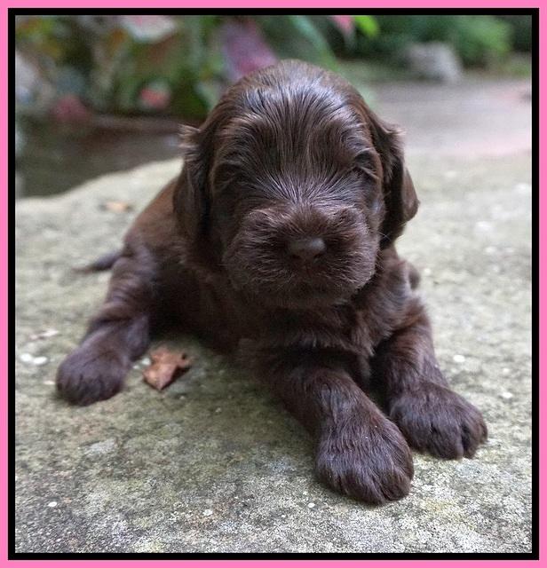 Liza Camo pups 3 wks old 61