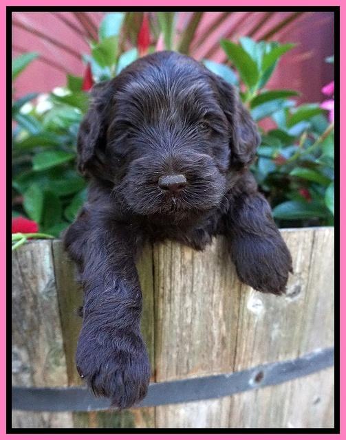 Liza Camo pups 4 wks old 11