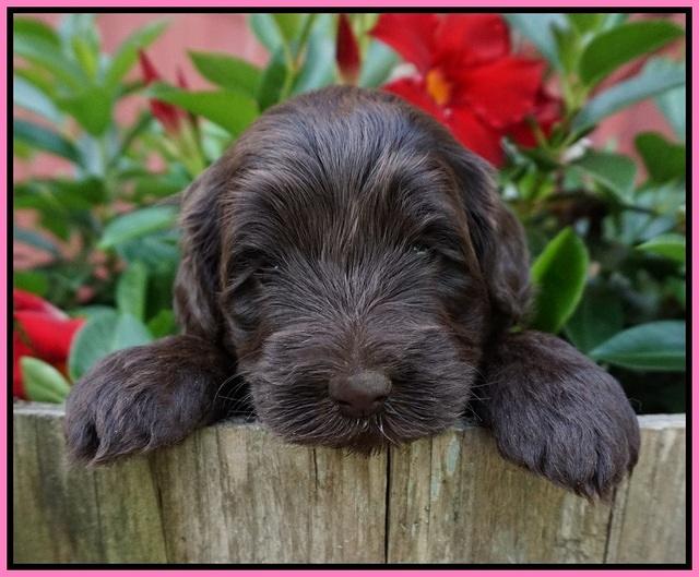 Liza Camo pups 4 wks old 31