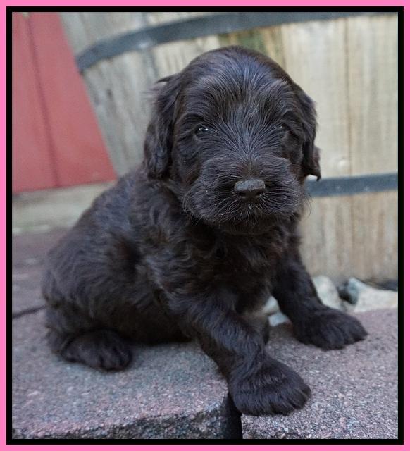 Liza Camo pups 4 wks old 41
