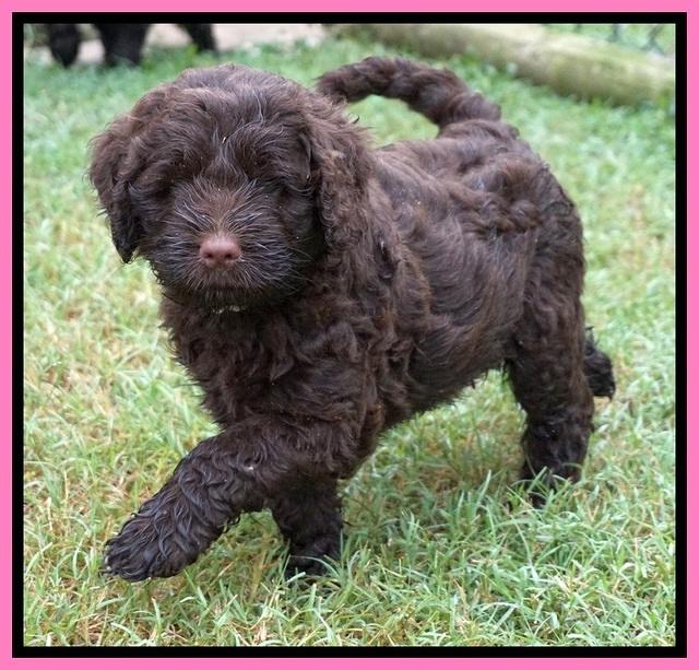Liza Camo pups 6 wks old 31