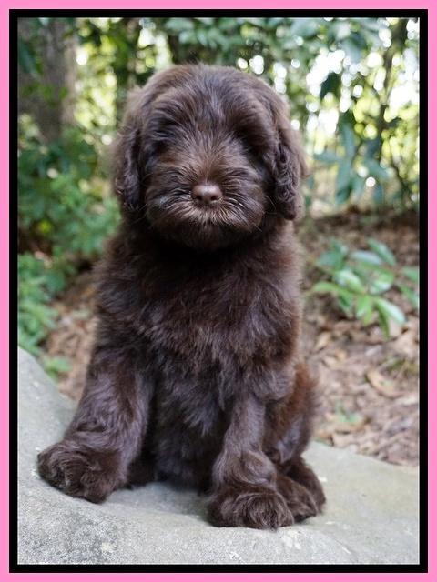 Liza Camo pups 8 wks old 85000