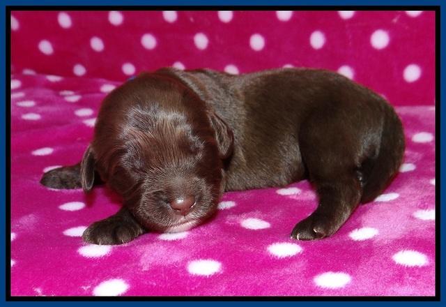 Liza Camo pups 1 wk olf 21