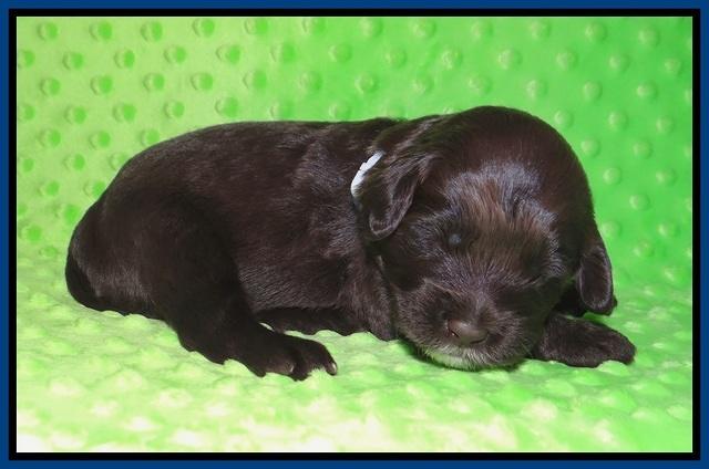 Liza Camo pups 2 wks old 41