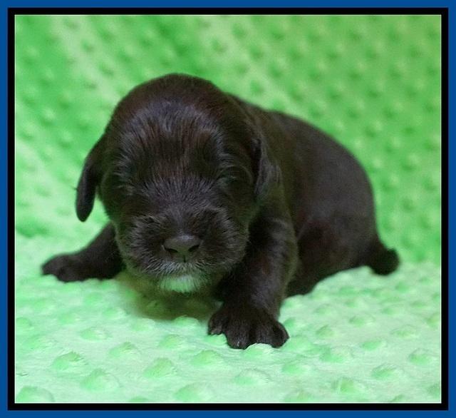 Liza Camo pups 2 wks old 51