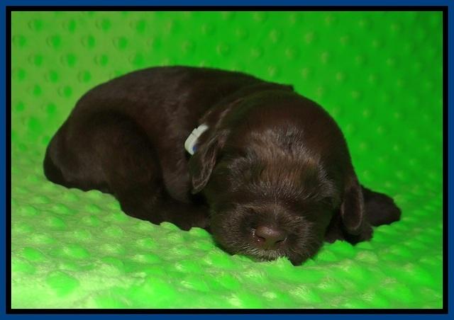 Liza Camo pups 2 wks old 61